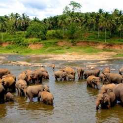 srilanka2