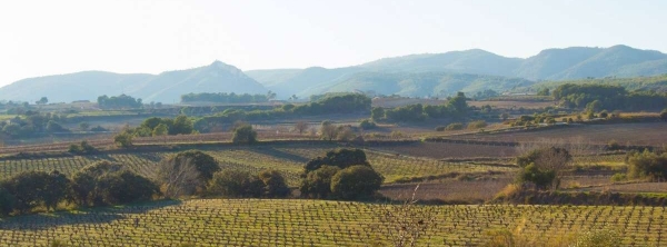 maset-vinos-cavas